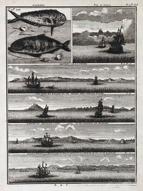 Coasts in the Indian Ocean, including Adam's Peak and Bantam, and two sea-mammals found in the ocean. Etching by B. M.