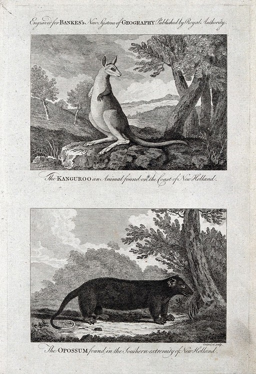 New Holland: above, a kangaroo; below, an opossum. Etching by C. Grignion.