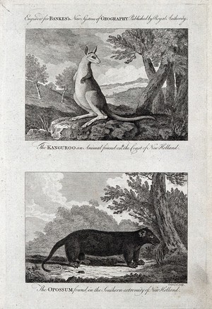 view Australia: above, a kangaroo; below, a common ringtail possum. Etching by C. Grignion, ca. 1788.