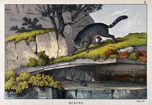 view Two wild cats in a mountainous landscape. Coloured lithograph by B. Hummel after J. Stewart.