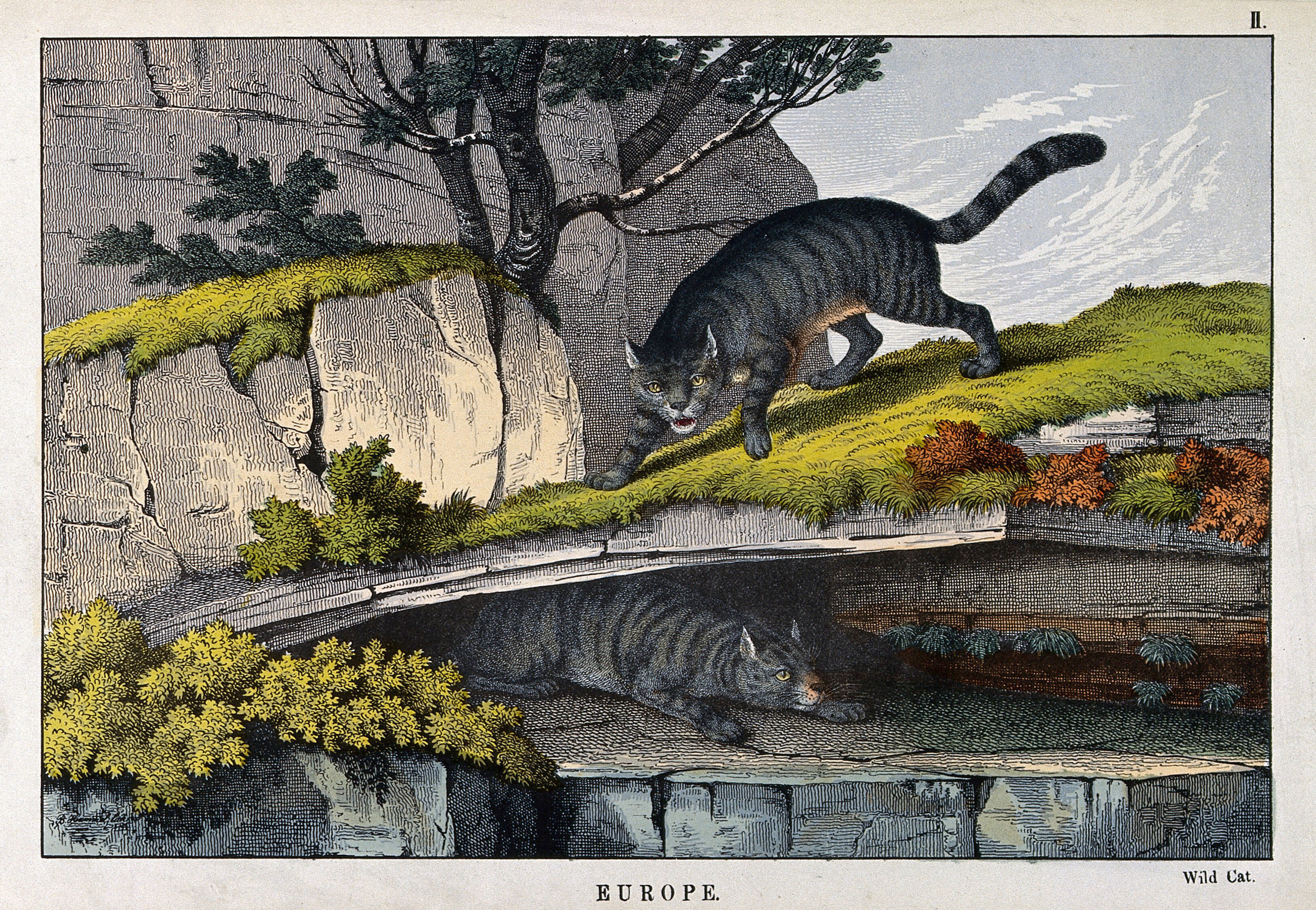 forvridning Mountaineer prangende Two wild cats in a mountainous landscape. Coloured lithograph by B. Hummel.  | Wellcome Collection