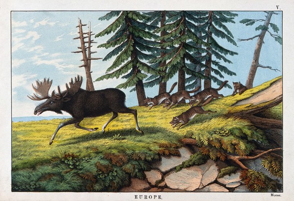 A pack of wolves chasing a moose. Coloured lithograph.