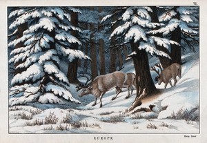 view A group of reindeer searching for food in a snowy forest. Coloured lithograph.