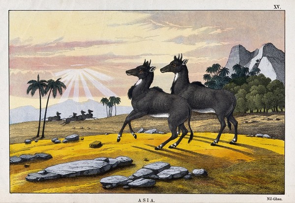 Two nilgai standing in a mountainous landscape. Coloured lithograph.