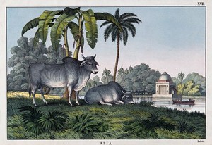 view Two zebus grazing near a river with a temple in the background. Coloured lithograph.