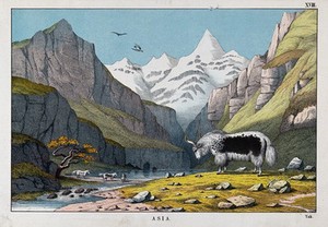 view A yak grazing in a mountainous landscape. Coloured lithograph.