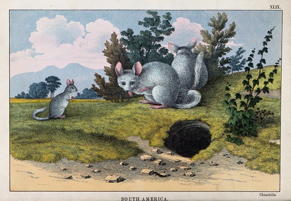 South America: three chinchillas near their burrow. Coloured lithograph.