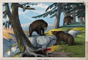 view North America: Three grizzly-bears in a forest next to a carcass. Coloured lithograph by B. Hummel.