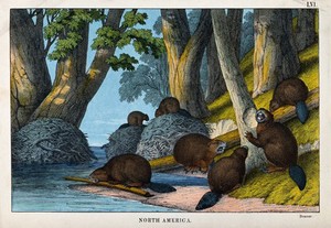 view North America: a group of beavers building a dam. Coloured lithograph.