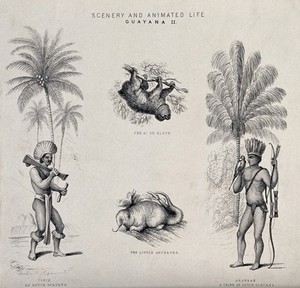 view Guiana (South America): two indigenous men in full armour, a sloth and a little anteater. Lithograph.