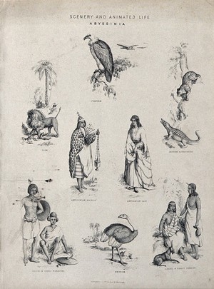 view Abyssinia (Ethiopia): animals and indigenous people, including an Abyssinian priest, Adael and Shoho warriors. Lithograph.