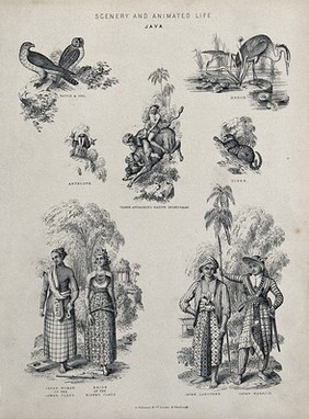 Java (Indonesia): animals and indigenous people, including Javan labourers, Javan warriors, a bride of a higher class and a native sportsman being attacked by a tiger. Lithograph.