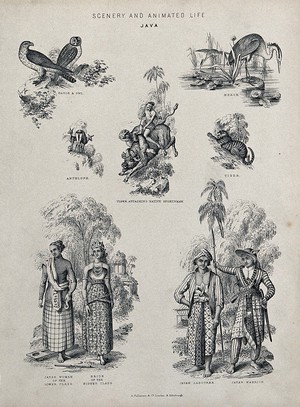 view Java (Indonesia): animals and indigenous people, including Javan labourers, Javan warriors, a bride of a higher class and a native sportsman being attacked by a tiger. Lithograph.