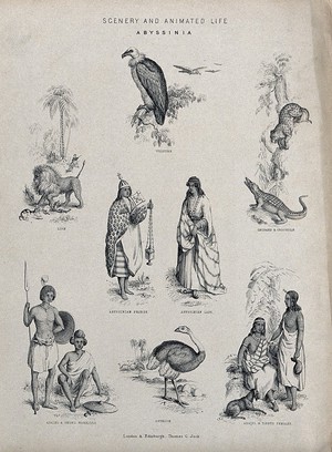 view Abyssinia (Ethiopia): animals and indigenous people, including an Abyssinian priest, Adael and Shoho warriors. Lithograph.