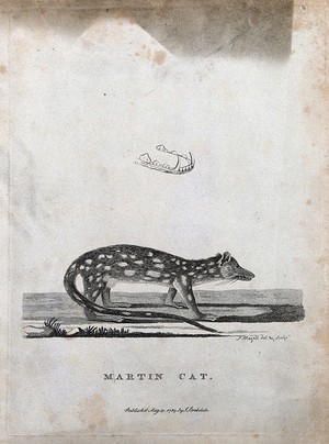 view A marten and a detail of its lower jaw. Etching by P. Mazell.