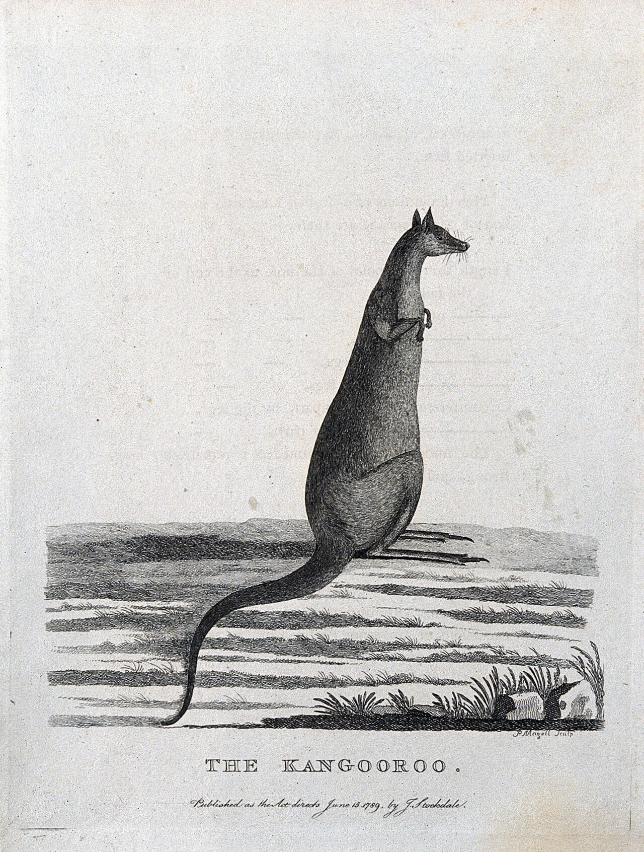 A kangaroo. Etching by P. Mazell., 15 June 1789, by Peter Mazell