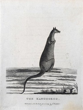 A kangaroo. Etching by P. Mazell.