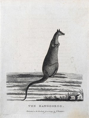 view A kangaroo. Etching by P. Mazell.