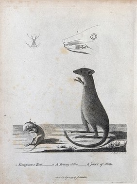 A kangaroo, a kangaroo-rat and details of their jaws. Etching by P. Mazell.