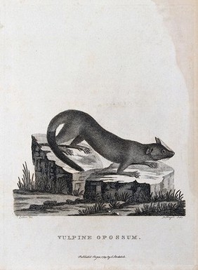 A vulpine opossum sitting on the stump of a tree. Etching by P. Mazell after Latham.