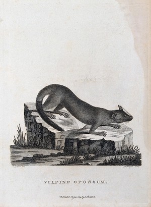 view A vulpine opossum sitting on the stump of a tree. Etching by P. Mazell after Latham.