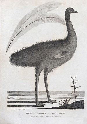 view A New Holland cassowary. Etching by P. Mazell after Lieutenant Watts.