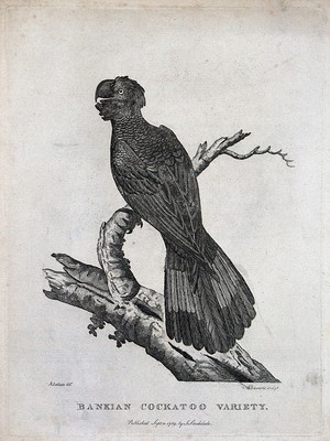 view A cockatoo sitting on the branch of a tree. Etching by S. T. Edwards after A. Latham.