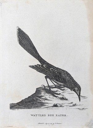 view A wattled bee-eater. Etching by S. T. Edwards after A. Latham.
