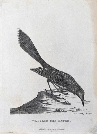 A wattled bee-eater. Etching by S. T. Edwards after A. Latham.