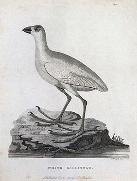 A white gallinule standing on a rock in a river.Etching by P. Mazell.