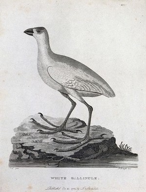view A white gallinule standing on a rock in a river.Etching by P. Mazell.