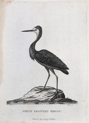 view A white fronted heron. Etching by S. T. Edwards after A. Latham.