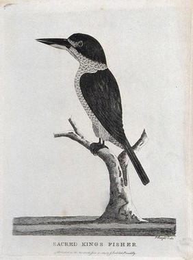 A kingfisher sitting on a stump of a tree. Etching by P. Mazell.