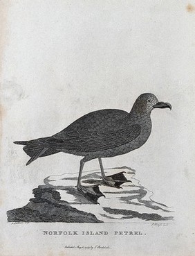 A Norfolk Island petrel. Etching by P. Mazell after A. Latham.