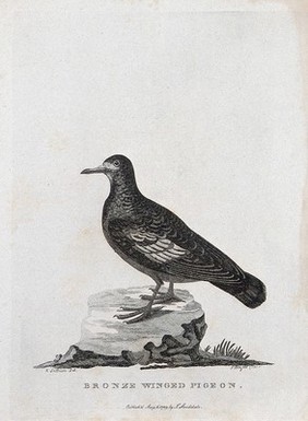 A Bronze Winged pigeon. Etching by P. Mazell after A. Latham.