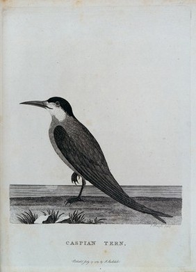 A Caspian tern. Etching by P. Mazell.