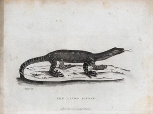 view A laced lizard in Australia. Etching by S.T. Edwards, 1789.