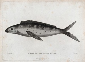 view A fish of New South Wales. Etching by P. Mazell after D. Butler.