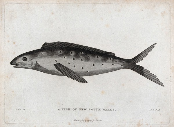 A fish of New South Wales. Etching by P. Mazell after D. Butler.