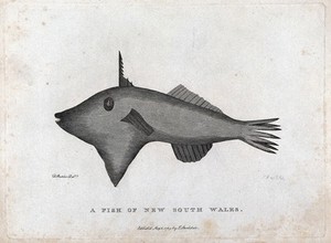 view A fish of New South Wales. Etching by P. Mazell after D. Butler.