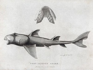 view A Port Jackson shark and a detail of its gill. Etching by P. Mazell.