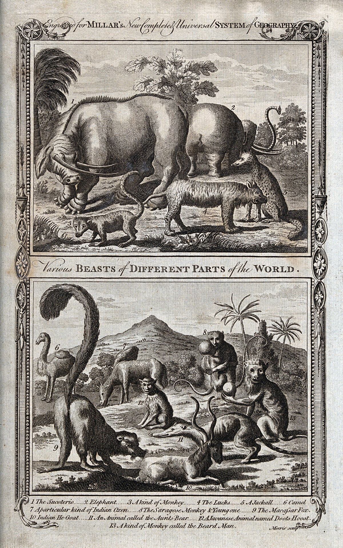Animals from different parts of the world, including an elephant, a lynx, a camel and a jackall. Etching by T. Morris., [1785], by Thomas Morris