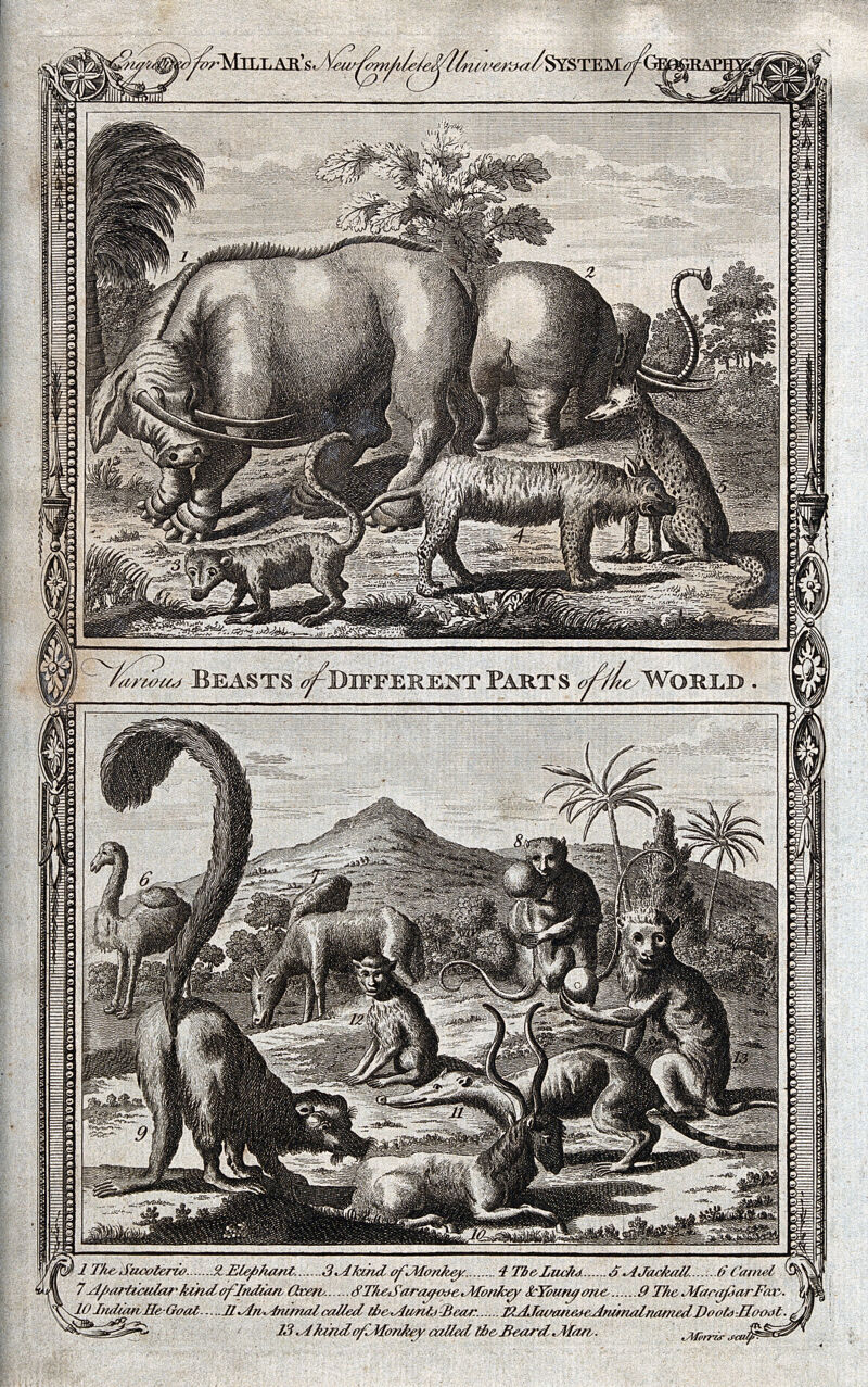 Animals from different parts of the world, including an elephant, a lynx, a camel and a jackall. Etching by T. Morris., [1785], by Thomas Morris