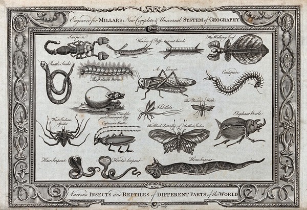 Insects and reptiles from different parts of the world, including a hooded serpent, a locust and an elephant beetle. Etching by W. Grainger.