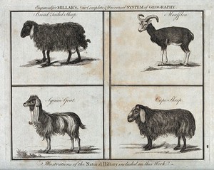 view A broad tailed sheep, a moufflon, a Syrian goat and a Cape sheep. Etching, 1785.