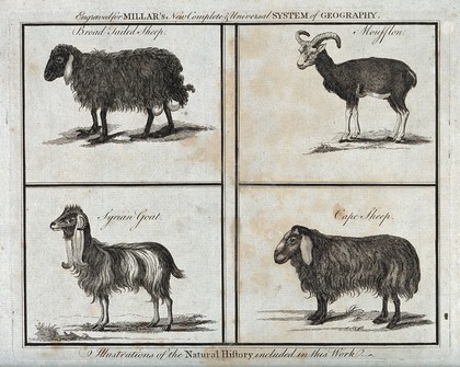 A broad tailed sheep, a moufflon, a Syrian goat and a Cape sheep. Etching, 1785.