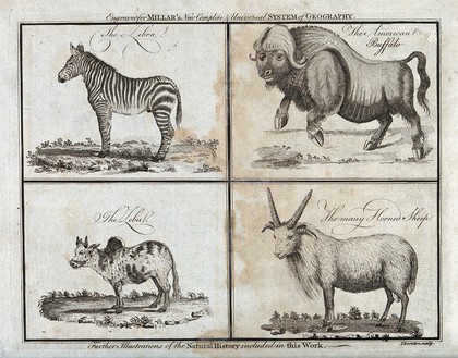 A zebra, a zebu, a buffalo and a sheep. Etching by T. Thornton, 1785.