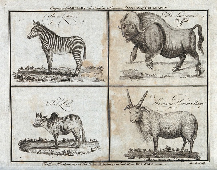 A zebra, a sheep. and a Thornton, Collection Wellcome T. Etching | by zebu, 1785. a buffalo