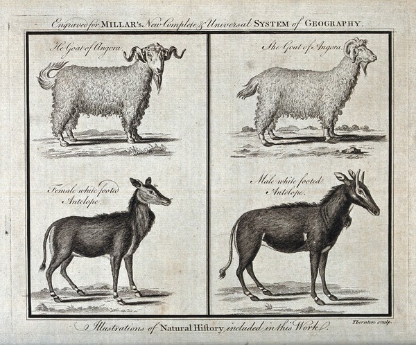 Angora goats and white footed antelopes. Etching by T. Thornton.