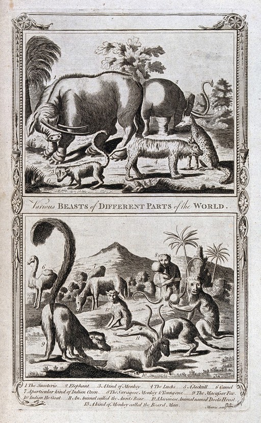 A variety of animals from different parts of the world, including an elephant, a lynx, a camel and a jackall. Etching by Morris.